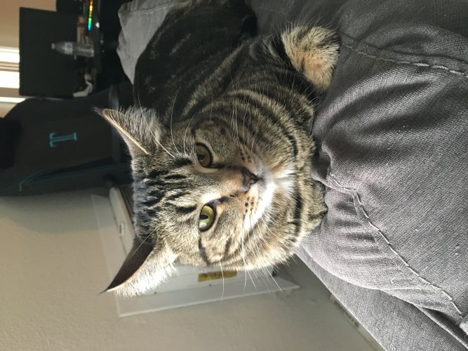 A cat relaxes in front of the air conditioner on a summer day.