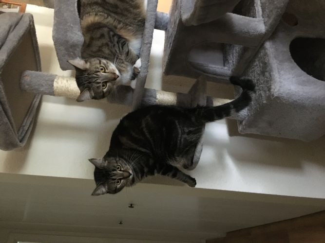 Two cats sit on a cat tree.