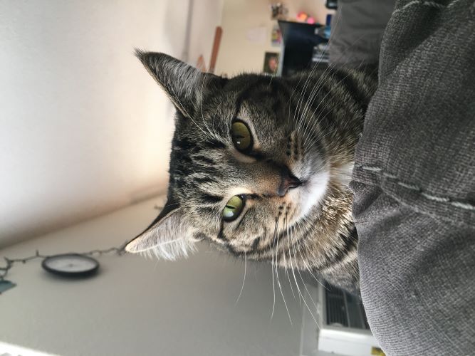 A cat enjoys sitting on the sofa in the sunlight.