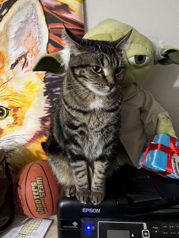 A cat poses with Yoda, a basketball and a painting of a fox.