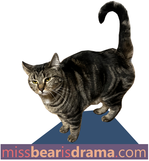 Miss Bear is Drama Header Image