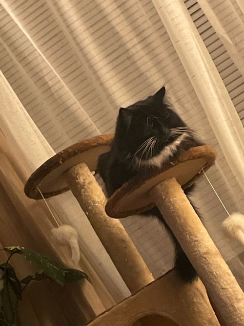 A black cat sits on top of a cat tree and takes a nap.
