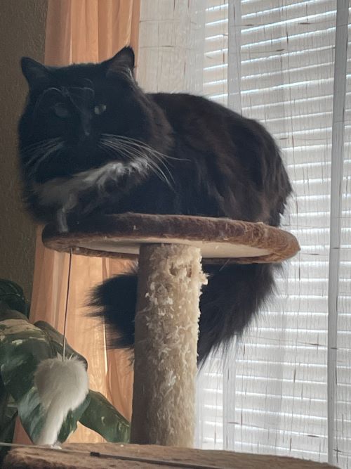 A mean black cat sits on its perch in front of window.
