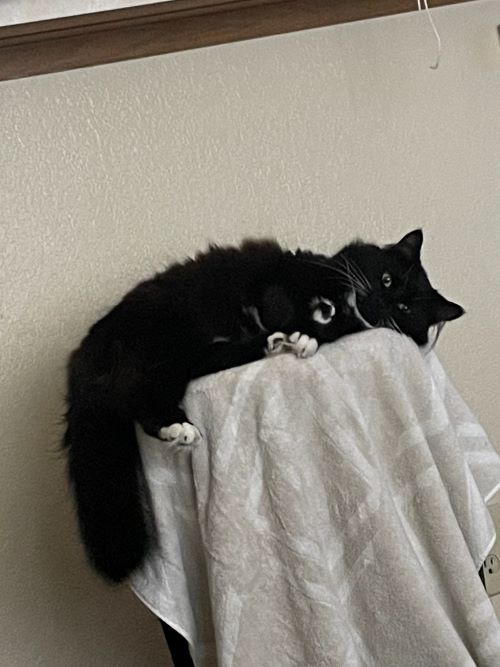 A scary black cat looks crazed as it lays on cat tree.