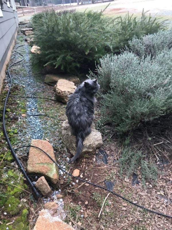 A beautiful cat is outside in the mountains.