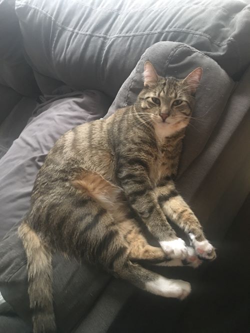 Cat is relaxing on the sofa and looks up at the camera.