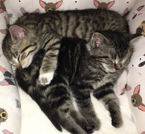 Two adorable kittens cuddle in a soft bed.